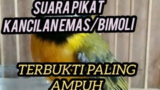 suara pikat burung kancilan emas/BIMOLI paling terbukti ampuh 100%