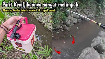 Ga nyangka‼️Parit kecil ternyata banyak wadernya || Mancing wader teknik pelampung di irigasi sawah