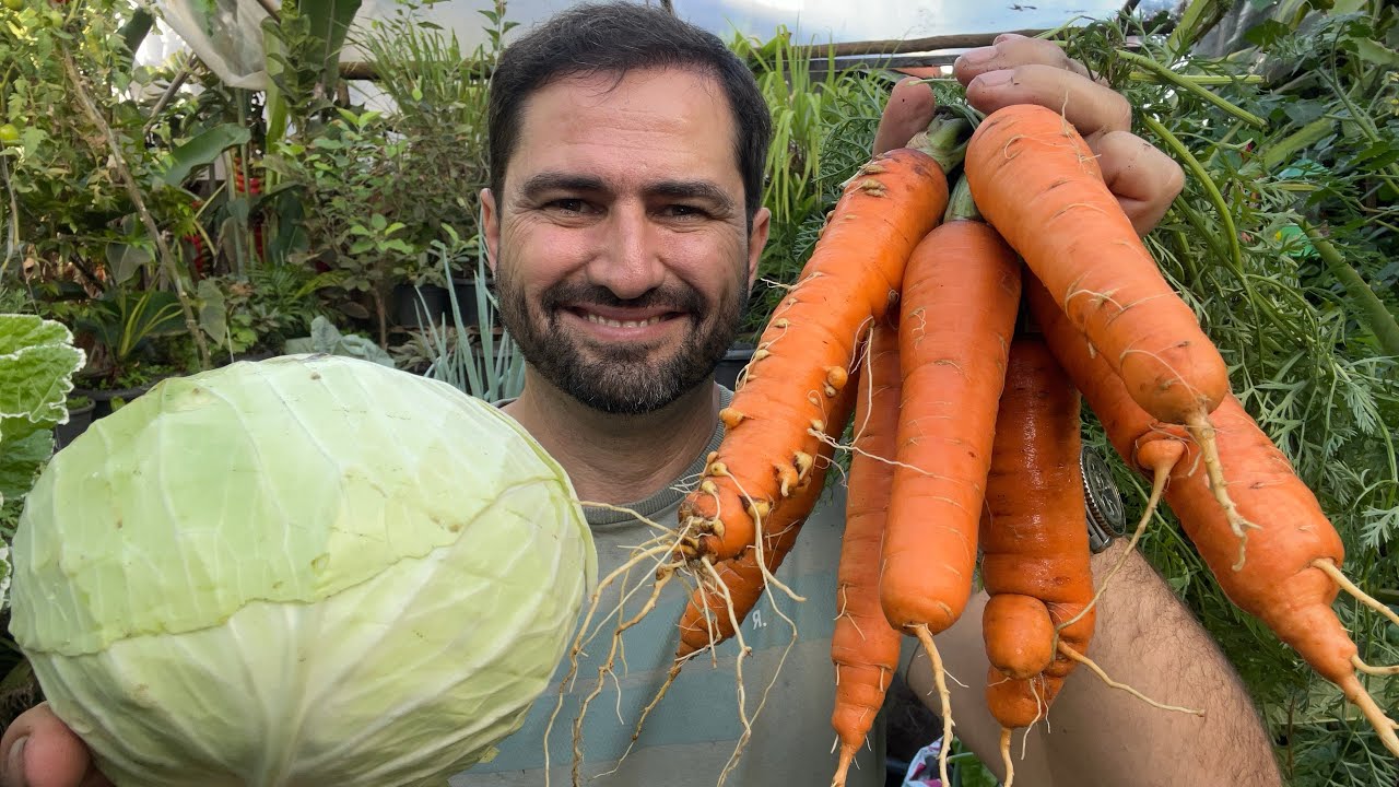 COLHEITA DE CENOURA E REPOLHO NO VASO