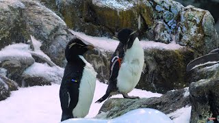 Top 10 Biggest Birds On Earth! Oh My