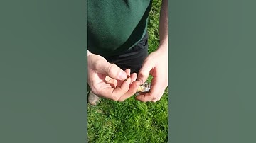 De-escorting & opening / closing of a JZBZ Queen Cage - BSHoneyBees.co.uk