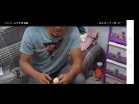 Cólicos en Cachorros Evitalos a Temprana Edad