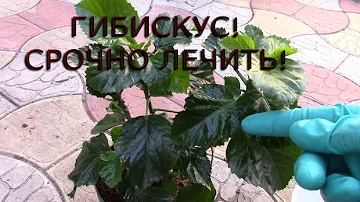 ГИБИСКУС.  ДОЛГОЖДАННОЕ РАСТЕНИЕ ОКАЗАЛОСЬ БОЛЬНЫМ!  СРОЧНО ЛЕЧИТЬ!