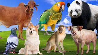 Learning Animals Sounds - Pig, Monkey, Sahiwal, Dog, Panda, Pigeon, Parrot - Funny Animals