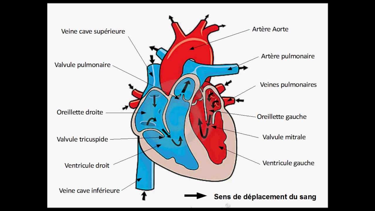 Schéma du coeur - YouTube