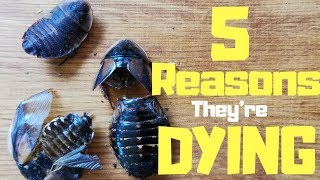5 Reasons Why Your Dubia Roaches Keep Dying