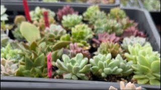 anata aitai is live! good morning update to my succulent ilang araw ako wala sa bahay