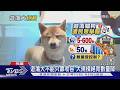 遊蕩犬少了! 問題還沒完 教授點名「棄養放養」是關鍵｜十點不一樣20260803 @TVBSNEWS01