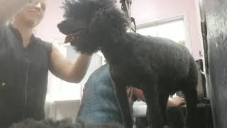How to groom a poodle: summer cut by Pawsh Dog House 1,304 views 4 years ago 5 minutes, 25 seconds