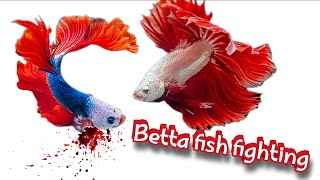 Betta fish fighting