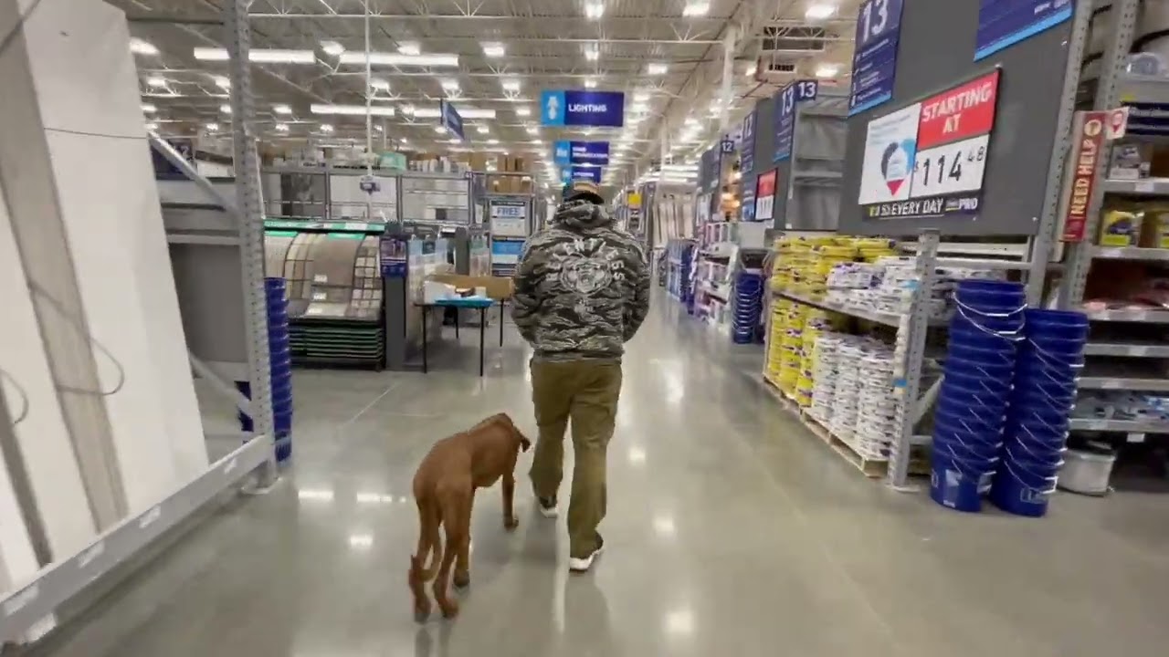 WAYLON THE RHODESIAN RIDGEBACK COME OUT OF HIS SHELL AND BECOME OFF LEASHED!!!!