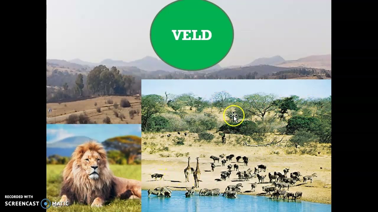 🌍 Temperate Grasslands Explained | Prairies, Pampas, Steppes & Downs (Geography Lesson)