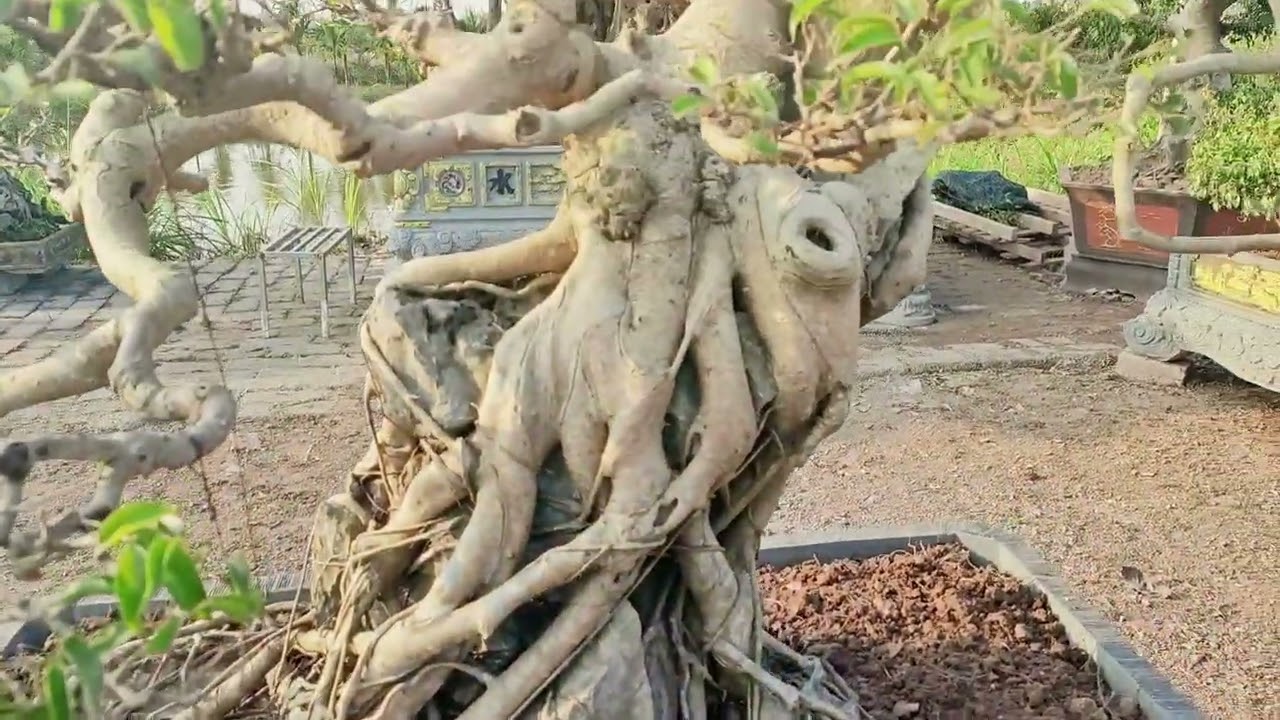 Chỉ 12tr/1 cây các bác mua 3 cây giá sẽ rẻ hơn ☎️ 0348.319.923 