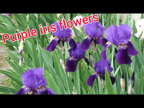 Video: White Irises (35 Photos): Varieties Of Flowers With Purple, Blue And Blue, Lilac Blotches