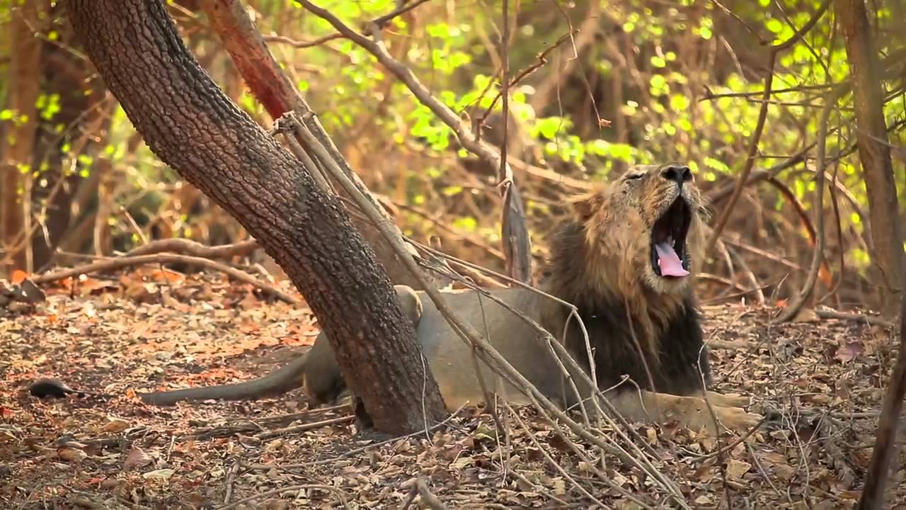 Club Mahindra Gir Resort Experience - Jungle Safari, Aerobics, Theme Night