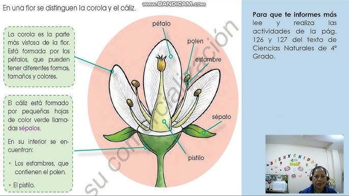 SOLVED: Ayudaaaaaaaaaaaaaaaaaaaaaaaaaaaaaaaaaa TRABAJANDO EN CLASE z U Q v  w Ñ 0 Ñ T Completa los espacios encuentra la palabra exacta Principal  función de la hoja: Sele considera el tallo de la