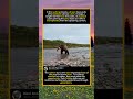 Bear Catches Salmon in Epic River Hunt#BearFishing #SalmonRun #Wildlife