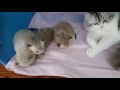 Kaerik RagaMuffin Kittens - www.kaerikrags.com の動画、YouTube動画。