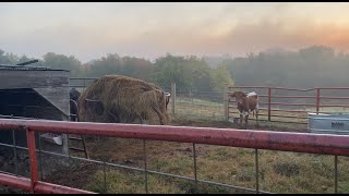 A morning walk around the farm by Growin and Crowin 313 views 1 year ago 4 minutes, 12 seconds