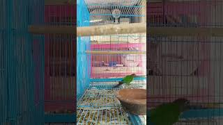 Should we start bird videos also. Small Conures #breeding #birds