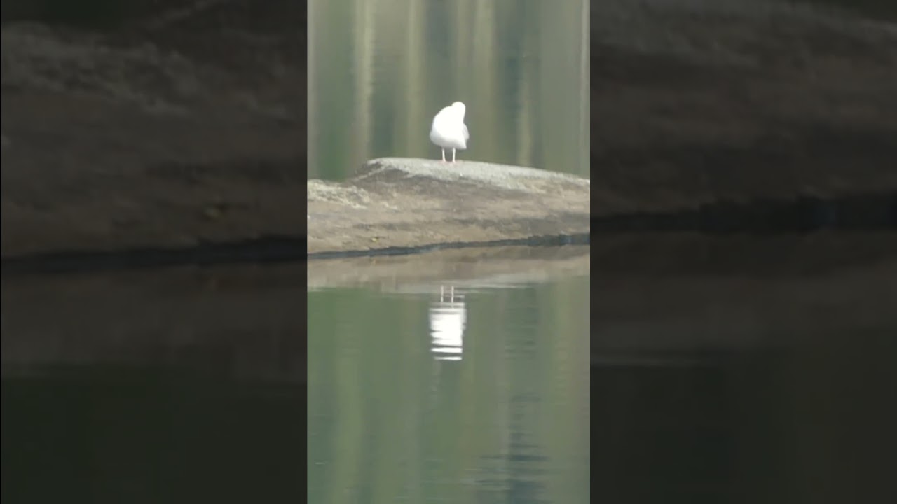 BWCA Birds on Cherokee Lake