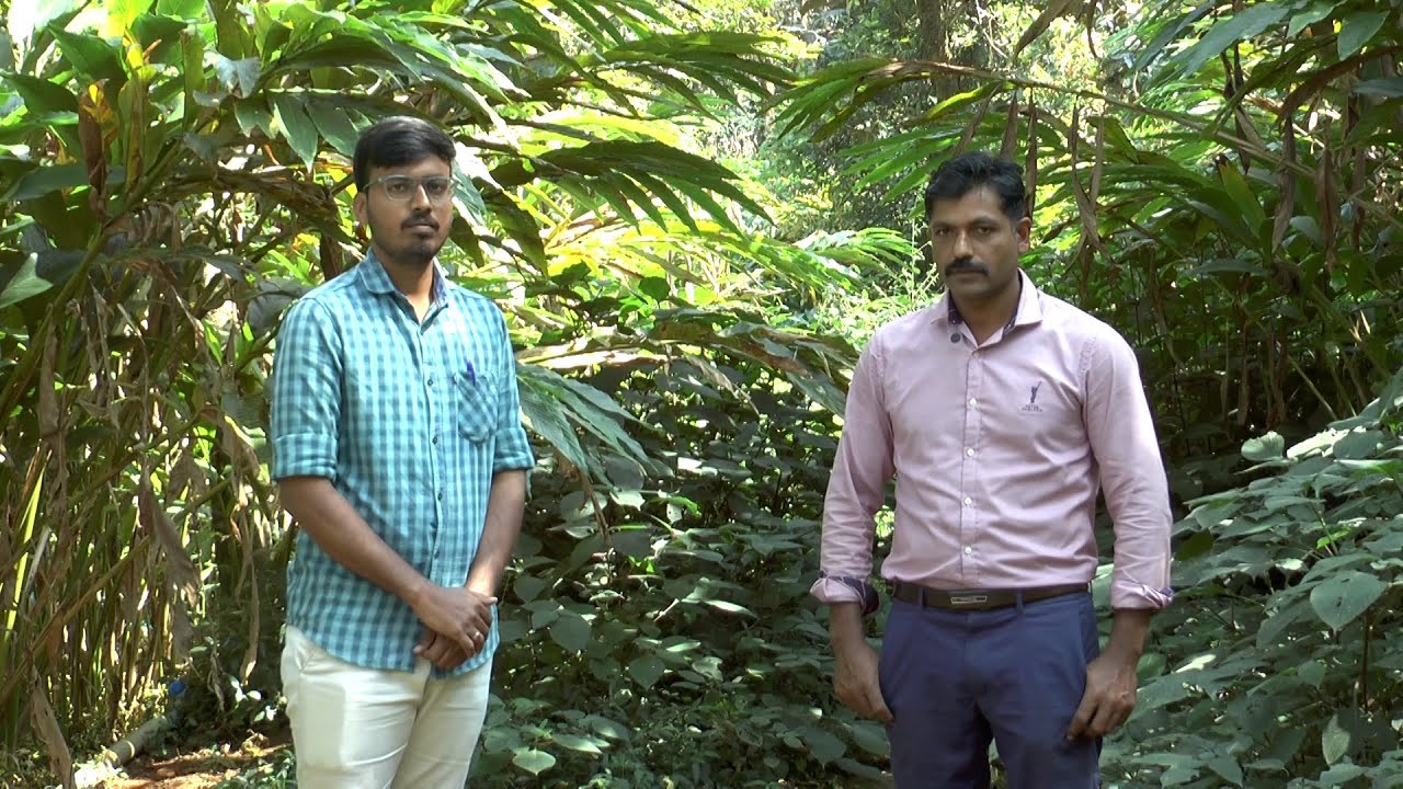 ಏಲಕ್ಕಿ-ಕಾಫಿಯ ತುಲನೆ, ಏಲಕ್ಕಿಯ ತಳಿಗಳು, ಆದಾಯ - ಶ್ರೀ ವಿಕ್ರಾಂತ | Cardamom-Coffee Comparison, Varieties