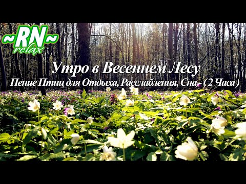 Пение Птиц в Лесу Весной - Настоящий Утренний Лес - Звуки Природы. Релакс Видео 2 ЧАСА • 1080p HD |🎧