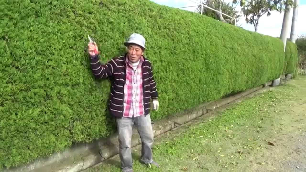カイヅカイブキの剪定 デンのハーブガーデンより 自然のハーバルライフ Herb Japanese Herb Garden Youtube