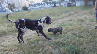 Great Dane and Franch Bulldog Playing by Lovers of Dogs 1,868 views 3 years ago 2 minutes, 16 seconds