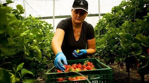 Out of exploitation: Seasonal workers enjoy bolstered rights