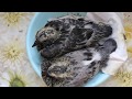 Как растут голубята-сизарики ✿ How do little pigeons grow