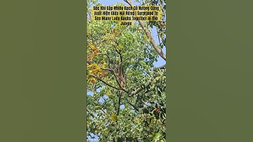 Sốc Khi Gặp Nhiều Bạch Cô Nương Cùng Xuất Hiện Giữa Núi Rừng #hắccôngtử #monkey #bạchcônương