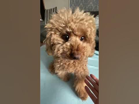 Пудель Груша дарит тебе улыбку - YouTube