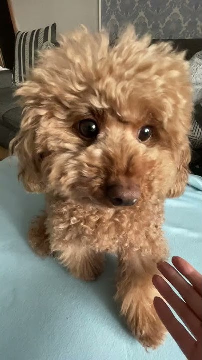 Пудель груша star. Карликовый пудель груша. Той пудель груша стар. Пудель карликовый абрикосовый. Пудель груша стар.