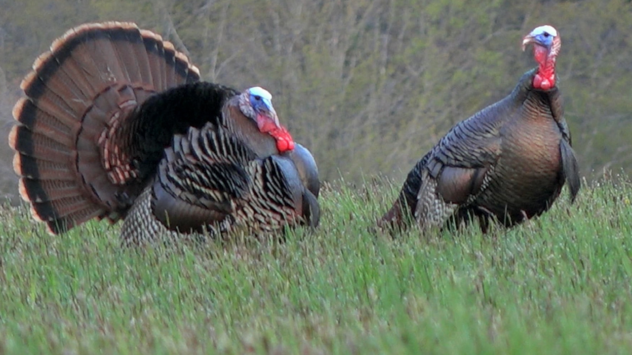 Spring Gobbler, When Cameraman the Hunter YouTube