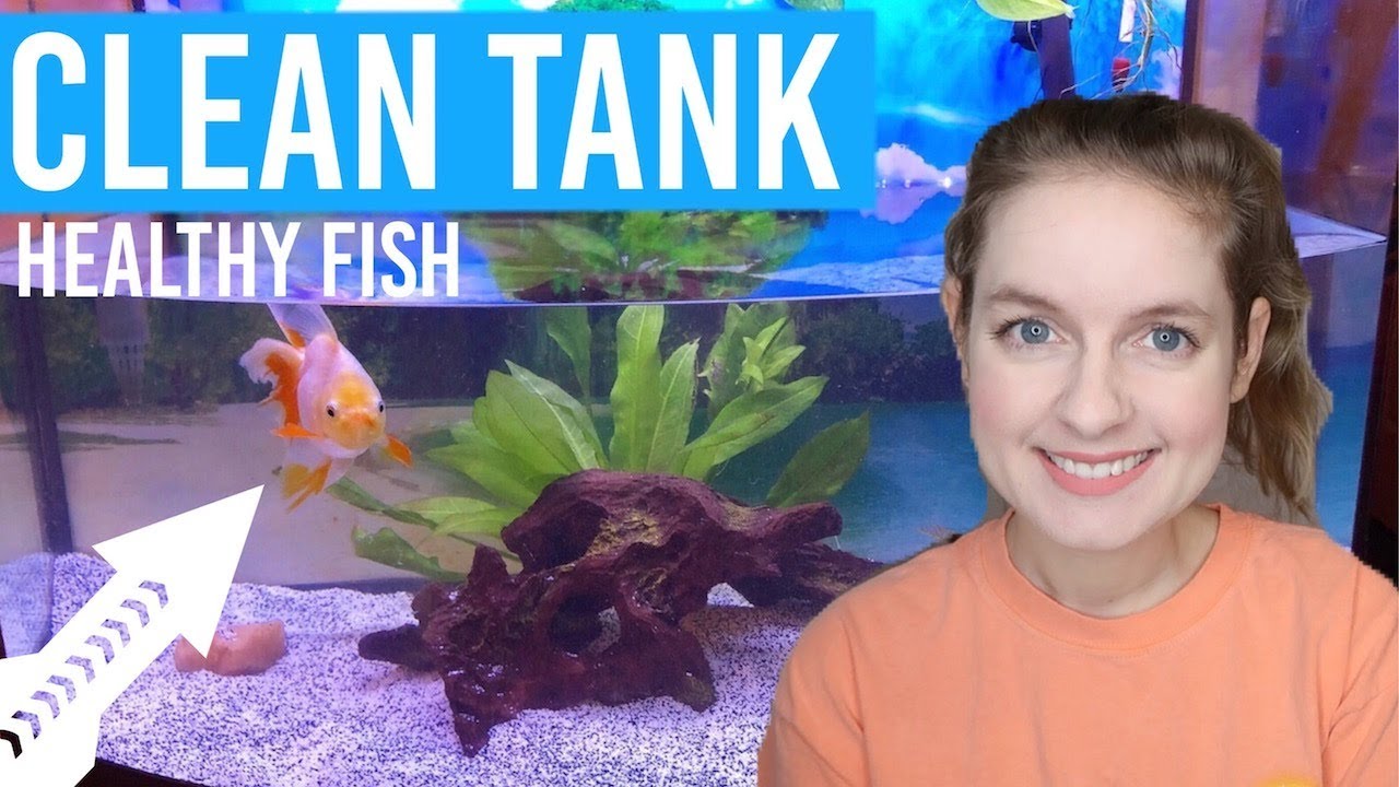 Great Aquarium Learn About Freshwater Fish Tanks And How To Care For Your Aquariums