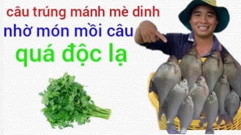 Một ngày bình thường# câu cá ở sông Vàm nao #cù lao bình thủy.hai mếu miền tây #9