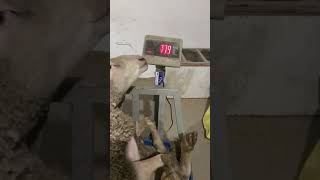 Bordaq Qoyun Qapali̇ Qoyunçuluq Qoyun Yem Rasyonu