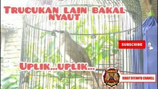 masteran dan pancingan trucukan bahan / ombyokan kolaborasi ciblek sawah agar cepat bunyi