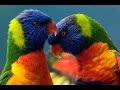 топ 10 самых красивых попугаев