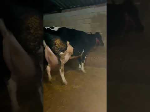 اكتب المليحي يخلي لك المليح ولك سبتي القبيحه يخلي لك على الريح