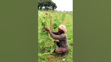 Taking Care of Cucumber Field #shorts