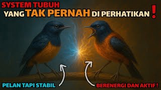 Download Lagu ⚠️ Tidak Paham Ini? Habis Sudah ! Metabolisme Murai Batu 🔥 Faktor Tersembunyi Penentu Performa MP3 Download Lagu ⚠️ Tidak Paham Ini? Habis Sudah ! Metabolisme Murai Batu 🔥 Faktor Tersembunyi Penentu Performa MP3