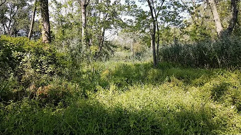 Introduction to Wetland Restoration & Phragmites Management | Green Jay Landscape Design