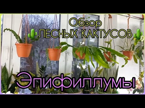 Лесной кактус уход в домашних условиях