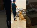 Subscribe for more videos #goldenretriever #doglover