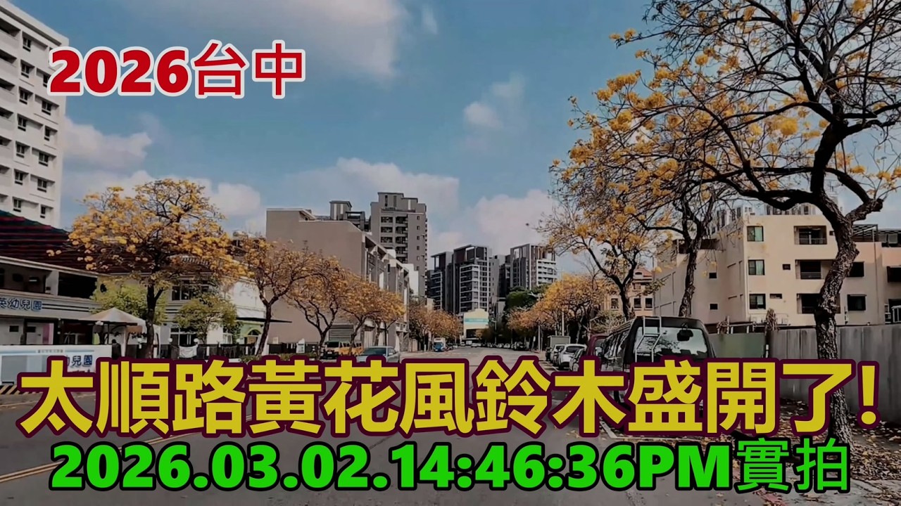 2026台中太順路黃花風鈴木盛開了! 2026.03.02.14:46:36PM實拍4K