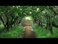 Sad Romantic Guitar: SONG FROM A SECRET GARDEN - Secret Garden: from Heartstrings by Al Marconi