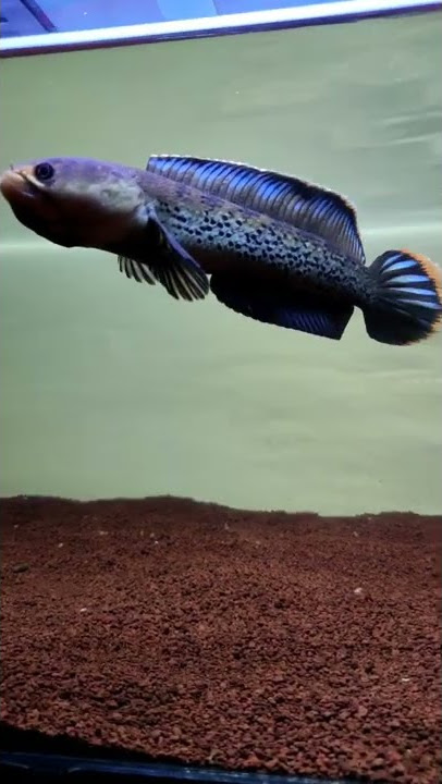 Stewarti Arunacal Gondrong Dorsal biru .. #channastewartii #channaindonesia #channagalak