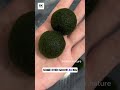 The TRUTH About Marimo Are They Really ALIVE The TRUTH About Marimo Are They Really ALIVE